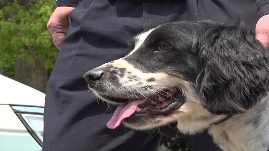 劳动者之歌｜警察张平：与7条警犬相伴37年