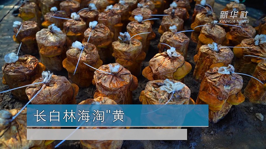 长白林海淘“黄”金