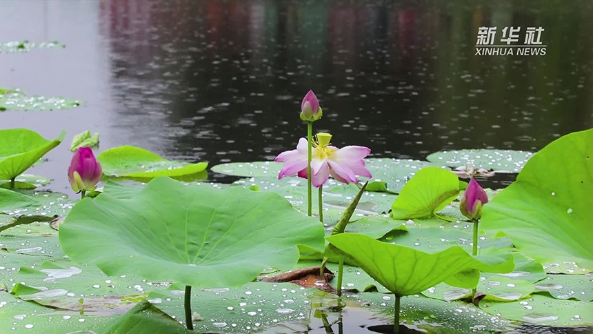 开原之夏：倚栏静听雨打荷