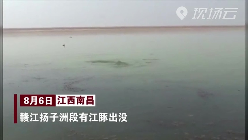 这些小可爱又来赣江扬子洲水域啦！